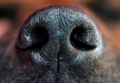 SpotitEarly Raised $20.3M In New Funding To Bring  AI- And Dog-Sniffing-Powered Early Cancer Detection Test To US 